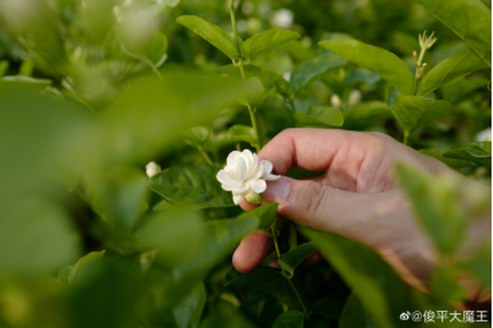 《極品實驗室》帶萬寶龍調香師上山下鄉， 只為JUNPING要調出“最中國”的茉莉香